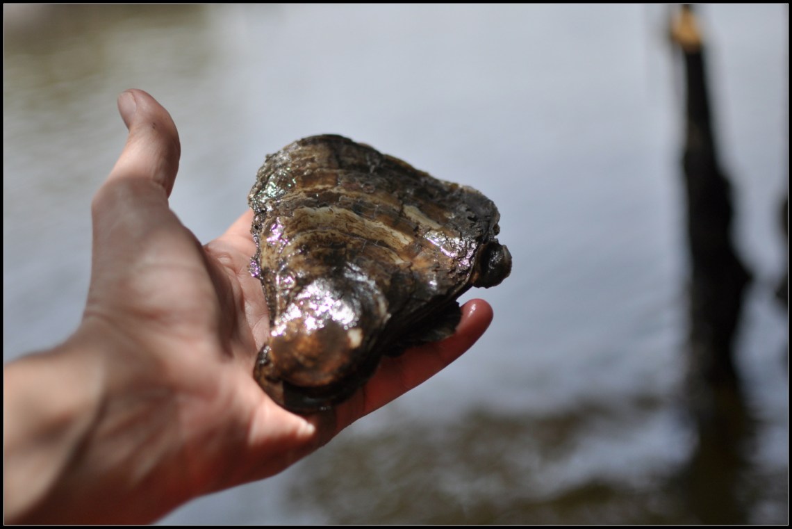 Huître pêchée dans la mangrove et détroquée sur place.