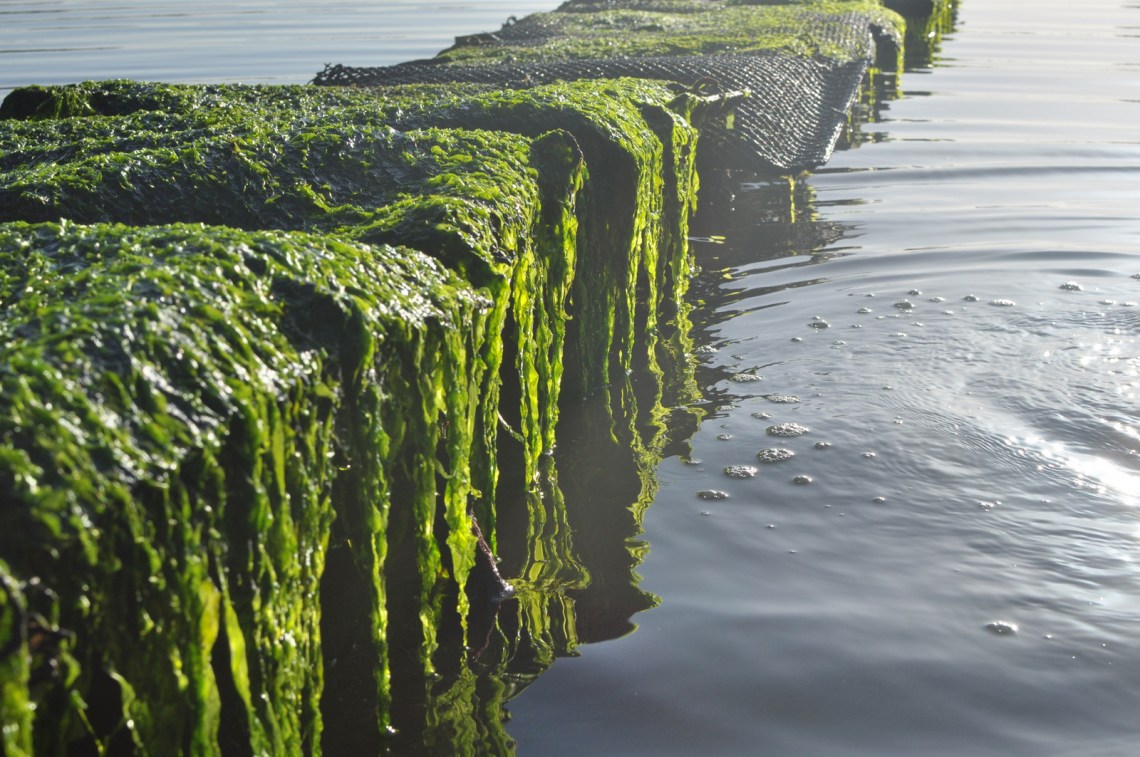 La végétation, l'eau qui se réchauffe, et surtout la lumière. Photosynthèse, plancton... vie. 