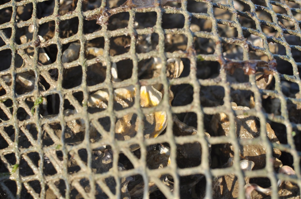 La pousse dans les poches à travers les mailles